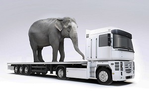 Перевозка слона